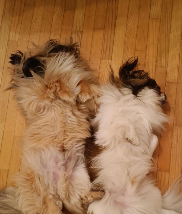 Domowa opieka dla twojego psa dom z dużym ogrodem 

Dzień dobry! Chętn