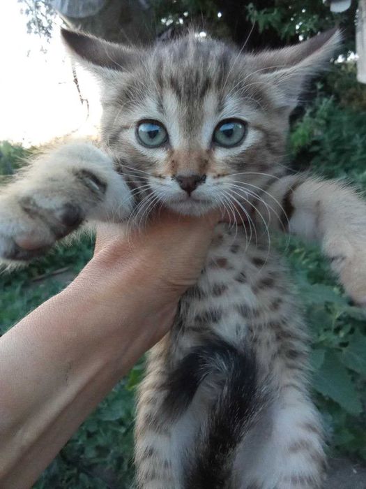 Сіро-руденьке кошеня-тигреня Санні, 1,5 міс