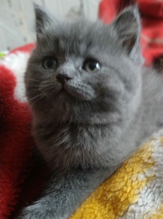 Шотландские котята