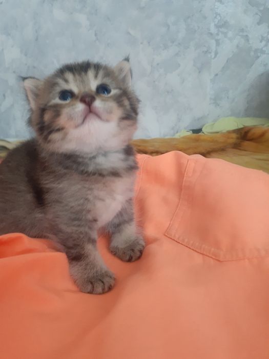 Продам кошечку, красотку