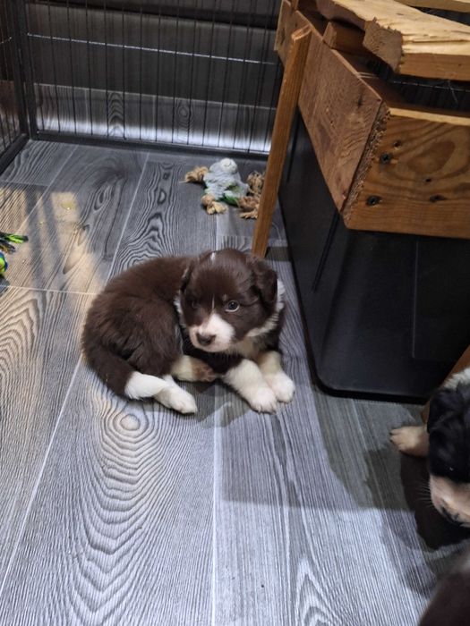 Suczka Border Collie czekoladowa ZKWP/FCI