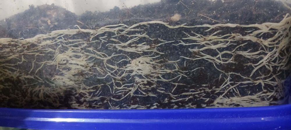 WYSYŁKA Wazonkowiec doniczkowiec porcja zarodowa 100 g