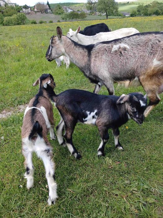 Продам невелике стадо кіз