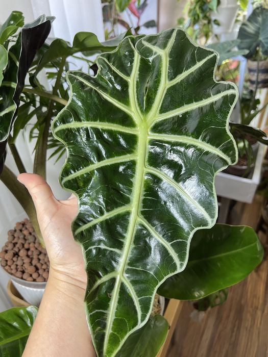 Алоказія, Венті, Скальпрум, Поллі