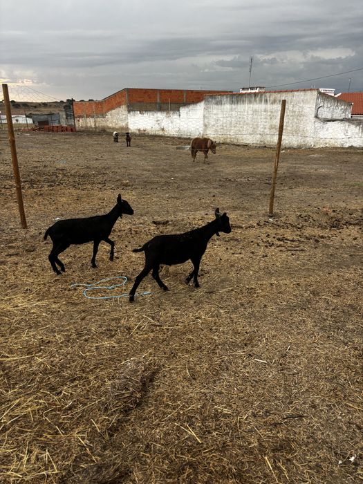 casal de cabras murcianas