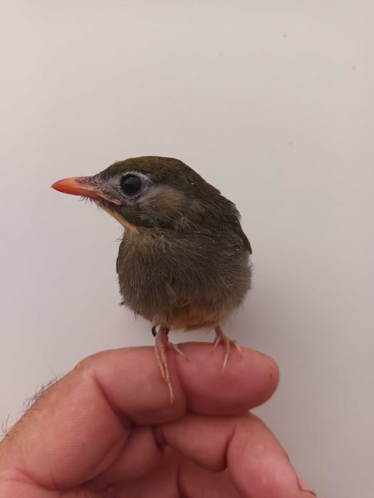Aves Insetívoras anilhadas 2025/2026