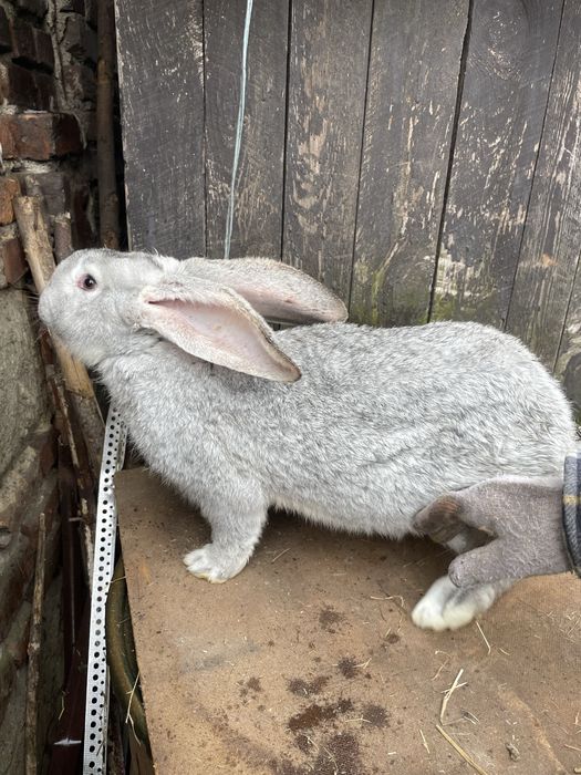 Króliki  Belgijskie