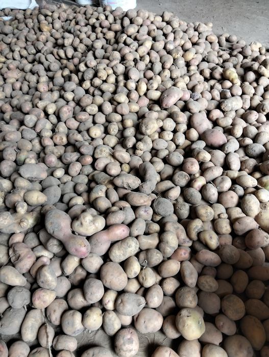 Картопля дрібна для гудівлі тварин