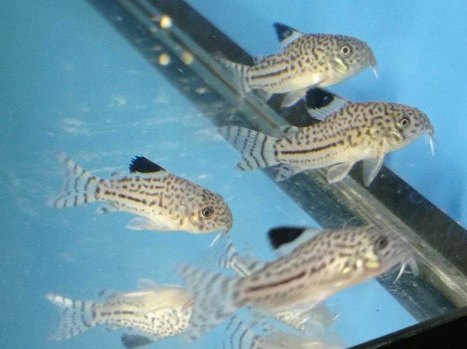 Ryba Kirys kirysek Julii XL Pawik.pl