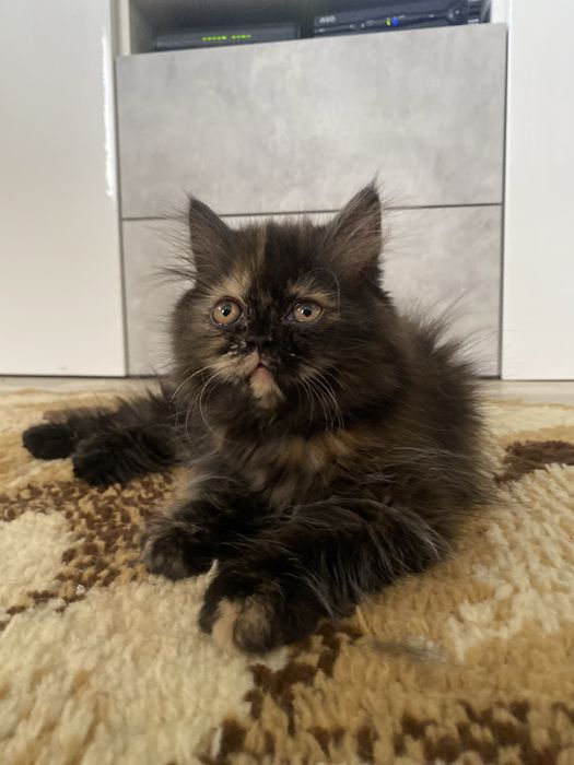 Gatinha persa tartaruga