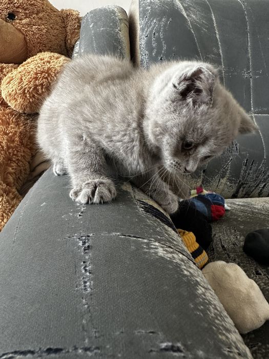 Шотландські висловухі кошенята