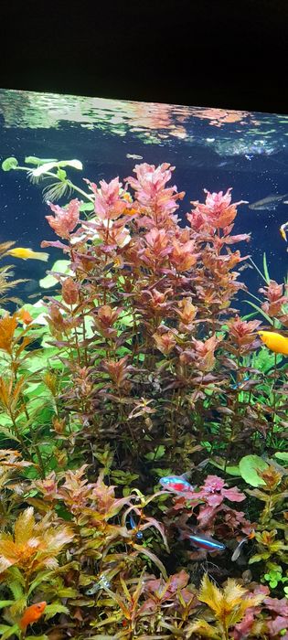 Rotala Macranda red roślina akwariowe