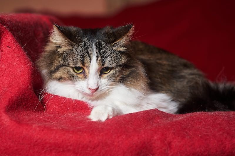 Молоді стерилізовані котики та кицьки