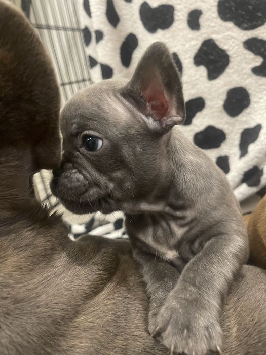 Filhote de Bulldog Francês - Blue