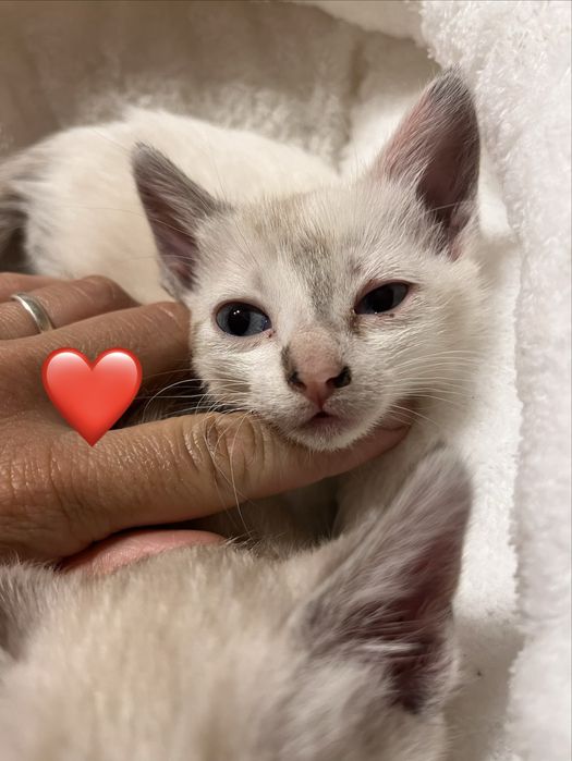 4 gatinhos disponíveis para adoção responsável.