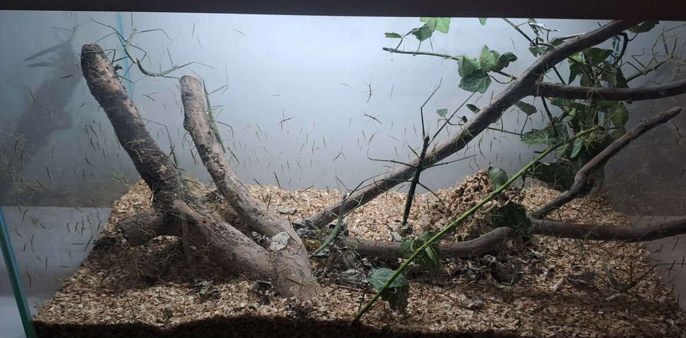 Oddam młode Patyczaki Za DARMO !!!