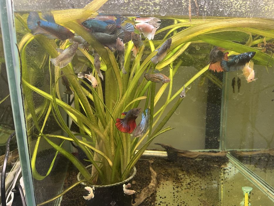 bojownik wspaniały samce, samiec bojownika młode