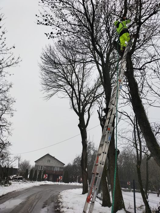 Wycinka drzew, krzewów, czyszczenie terenów, rozbiórki