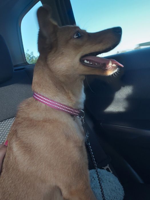 Cão de 10 meses. Gratuito