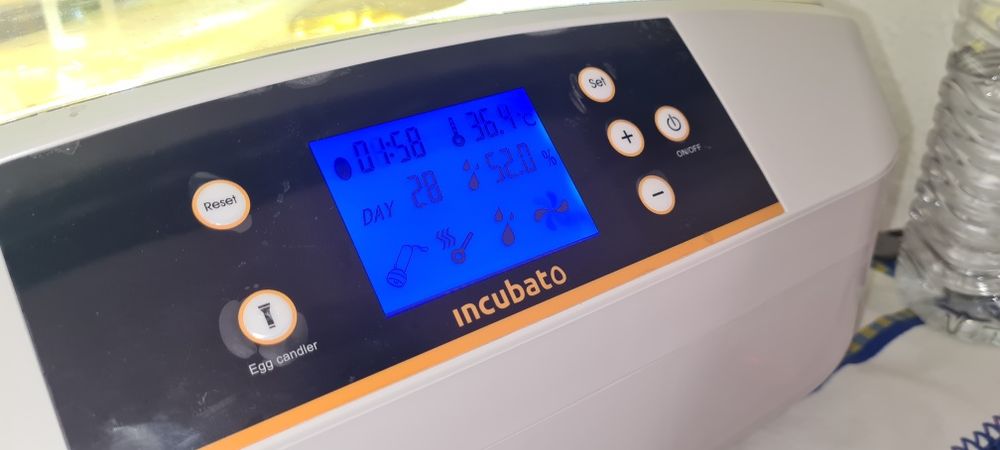 Chocadeira/Icubadora Incubato