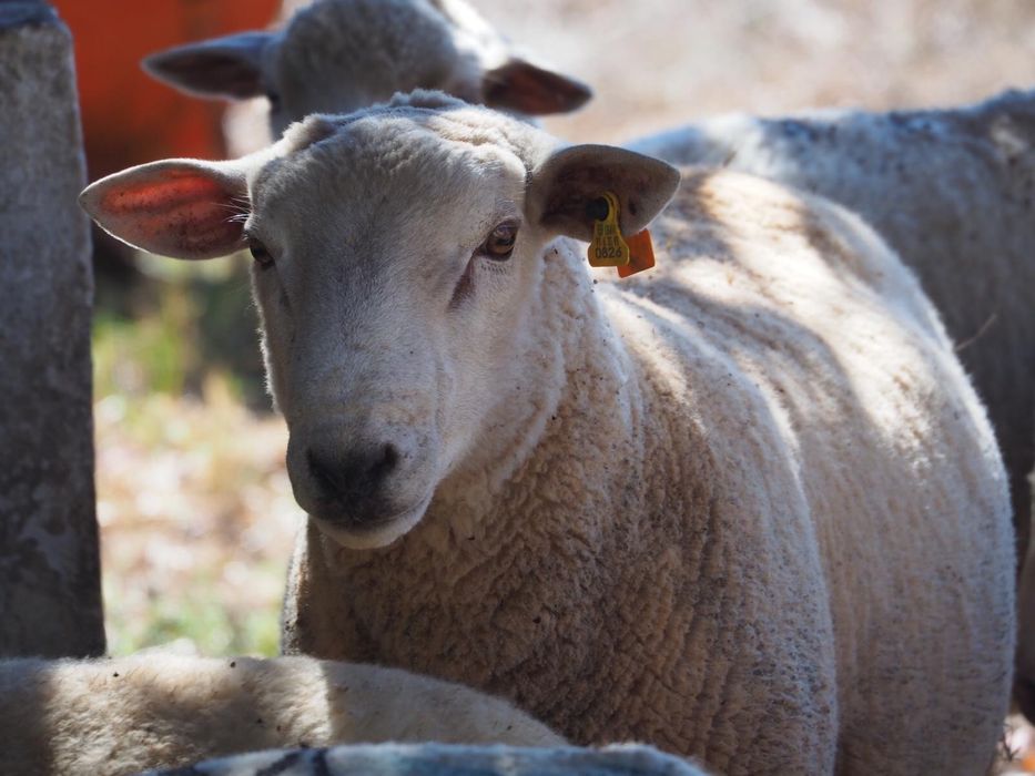 Malato cruzado de Texel
