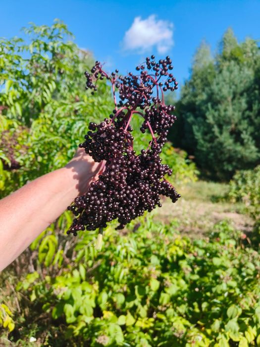 продам черенки бузини сорт сампо