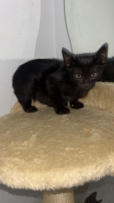 Gatinhos bebés com esterilização gratuita para adoção