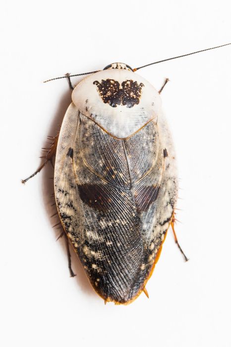 Karaczany Gyna Caffrorum