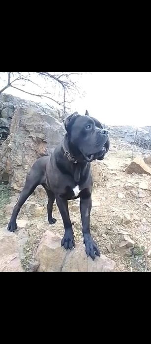 кобель Кане Корсо для вязки