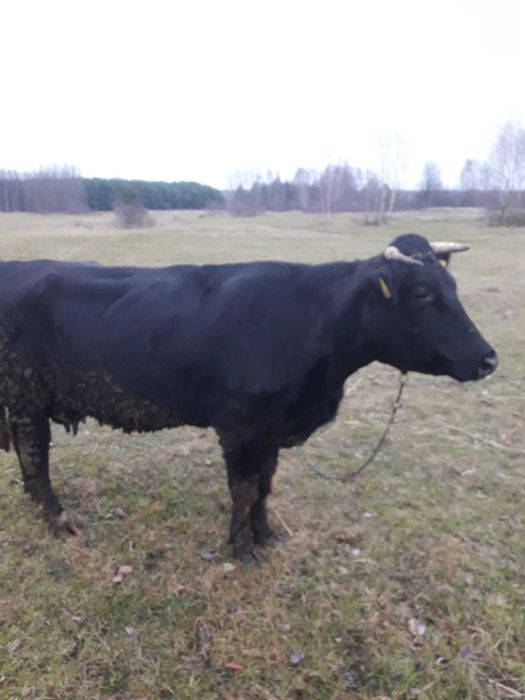Sprzedam młodą krowę
