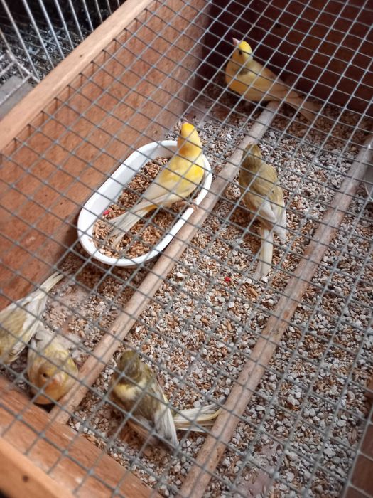 Aves magnificas raca espanhola e canario da Madeira .