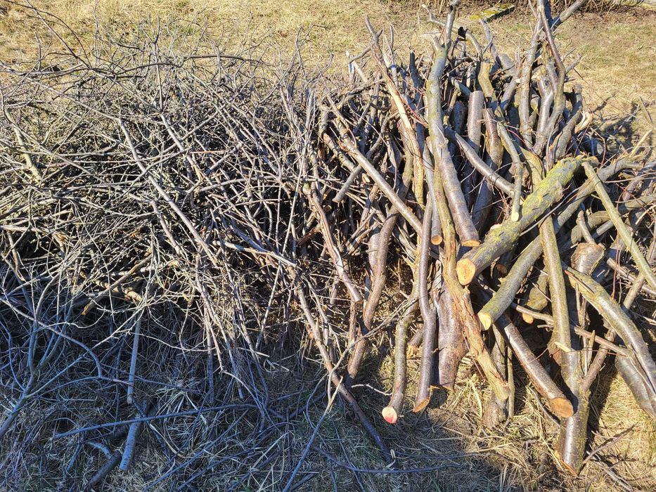 ODDAM gałęzie - mirabelka