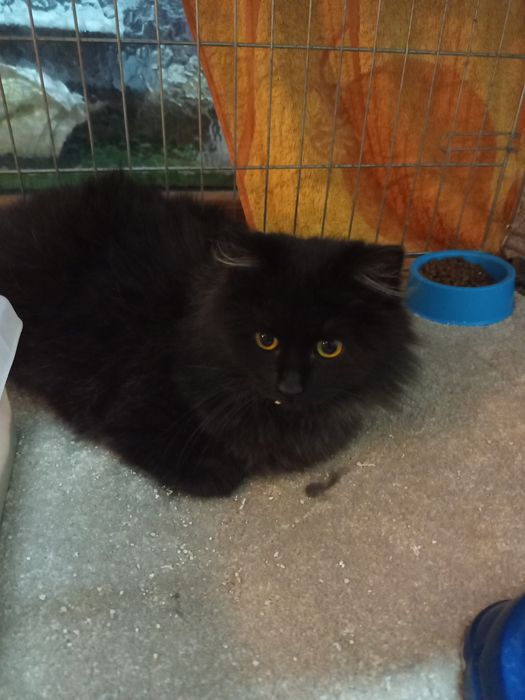 Długowlosy młody kocurek szuka domu niewychodzacego