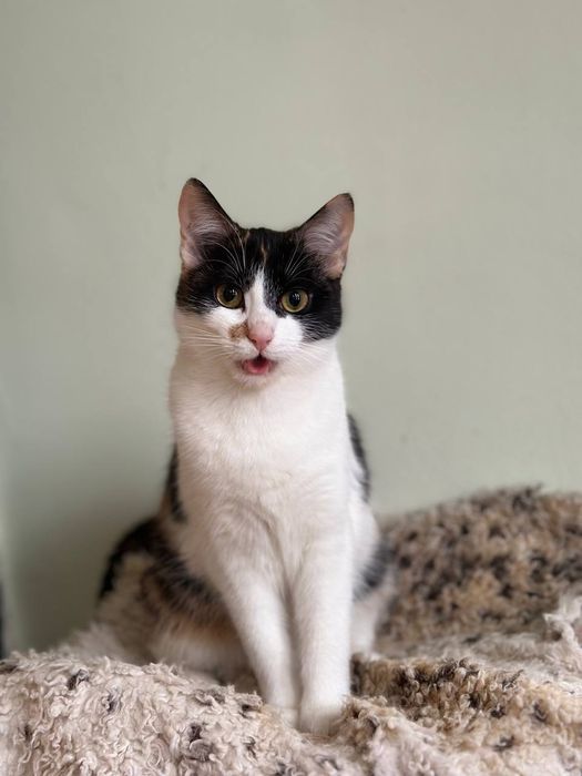 Кошенятко у хороші руки