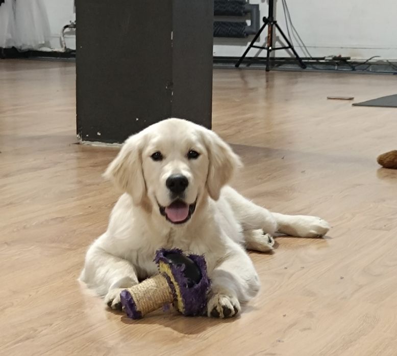 Golden Retriever FCI ZKwP