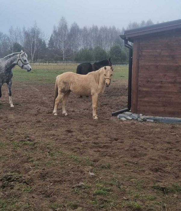 Kuc walijski wałach 7 lat