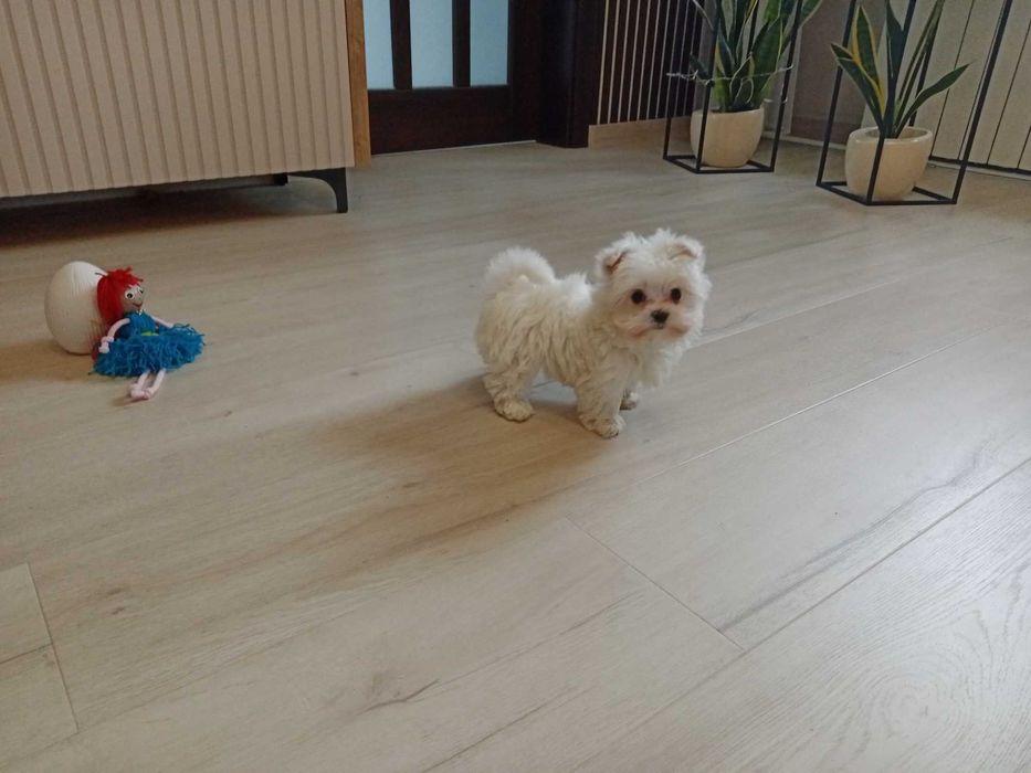 Maltańczyk suczka miniaturka