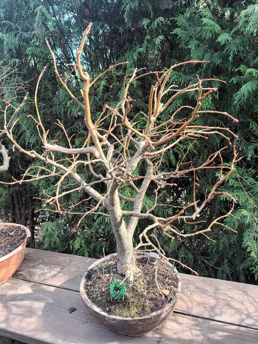 Drzewa Bonsai i Pre-Bonsai