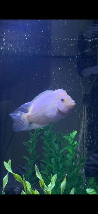 Продам Цихлид «Фламинго»