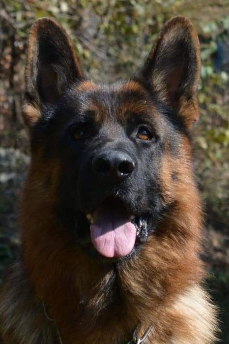 Питомник н/о щенки для охраны!