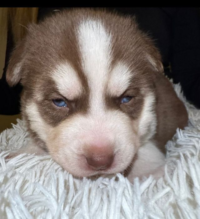 Siberian husky sprzedam