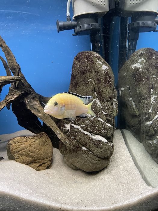 Акваріумні риби безкоштовно