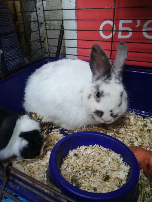 Декоративные кролики