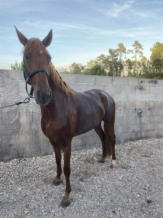 Para venda égua lusitana pura