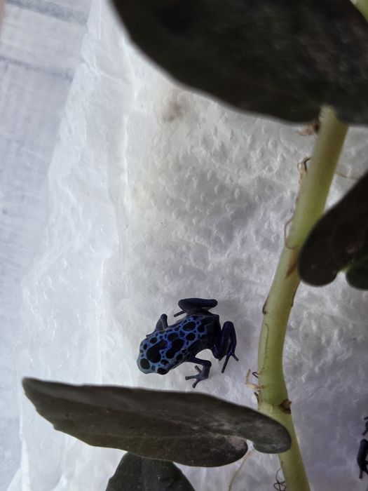 Dendrobates tinctorius azureus żabki