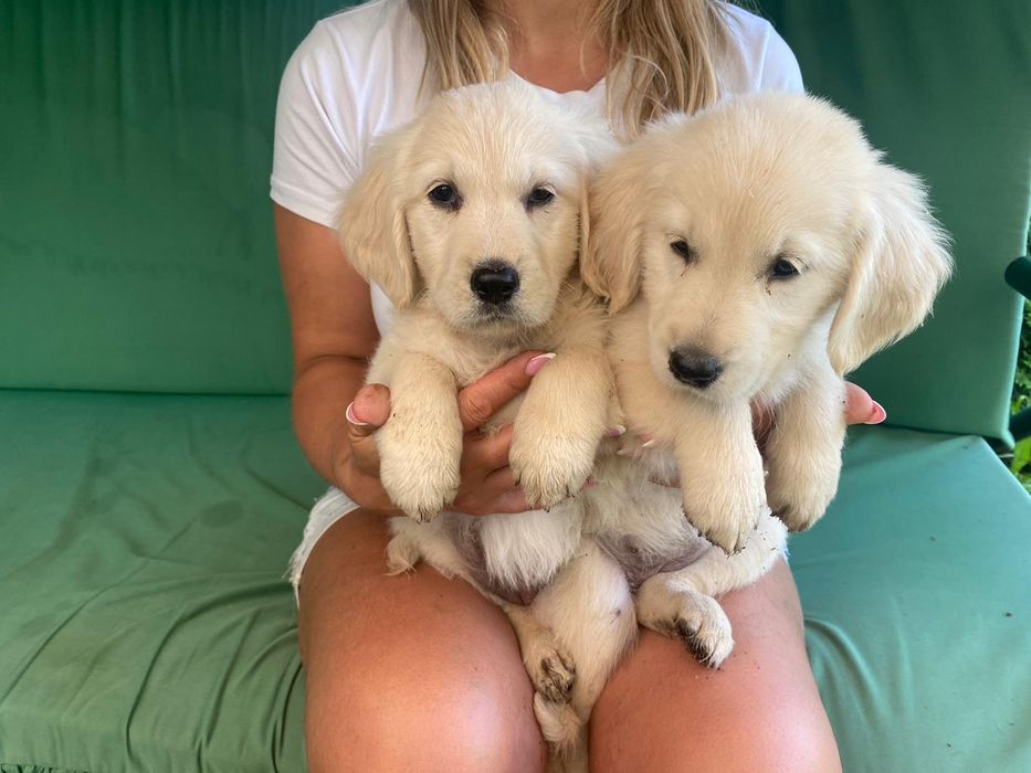 Golden Retriever szczeniak