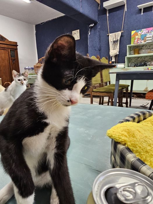 Kto pokochać Krówka ? adopcja Rybnik