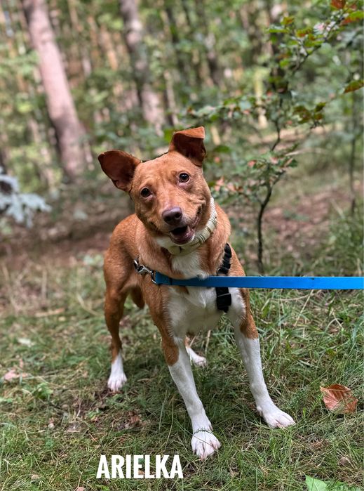 1,5 roczna suczka Arielka do adopcji