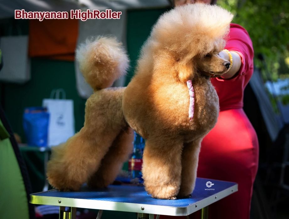 Pudel miniaturowy płowy piesek