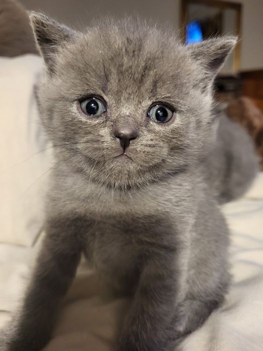 Kot Brytyjski z rodowodem